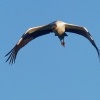 Nesyt americky - Mycteria americana - Wood Stork o9914